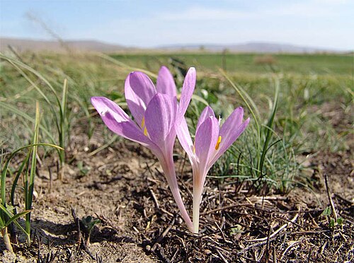 Colchicum laetum: 06.10.2007. The Stavropol upland, ridge Nedremanny