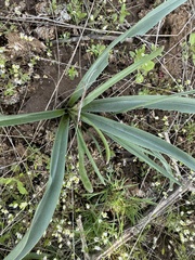 Colchicum laetum (Colchicum laetum)