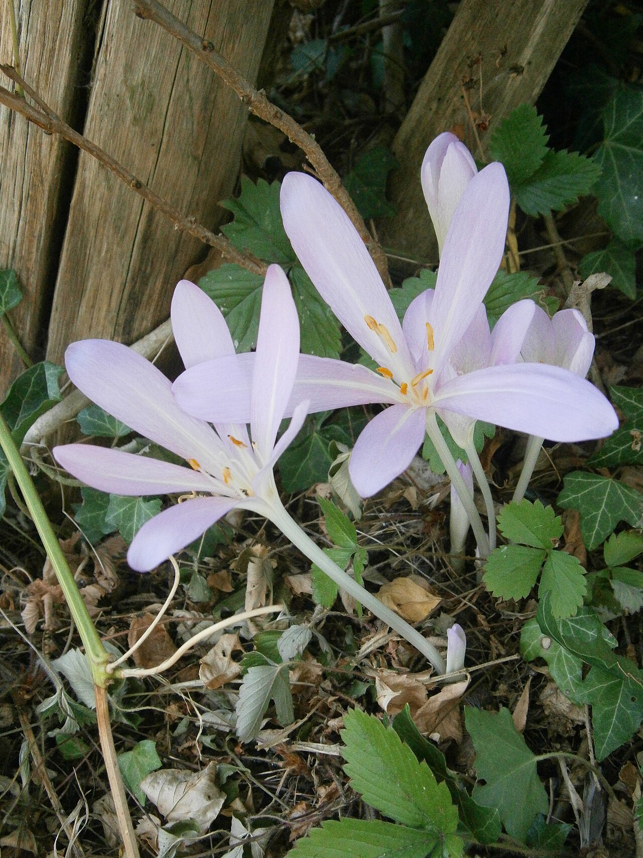 Colchicum laetum: Colchicum laetum