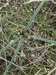 Colchicum laetum (Colchicum laetum)