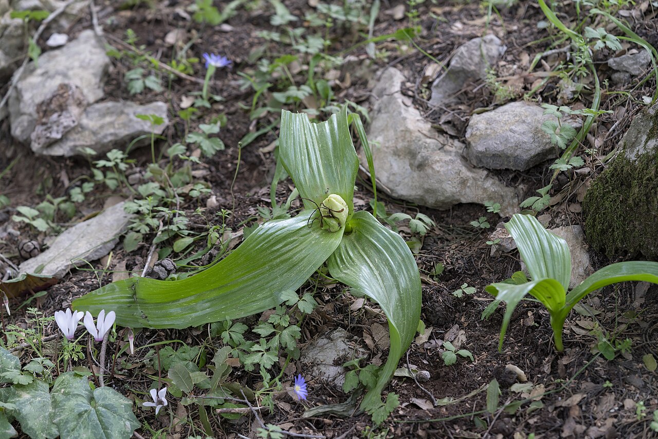 Colchicum macrophyllum: Colchicum macrophyllum