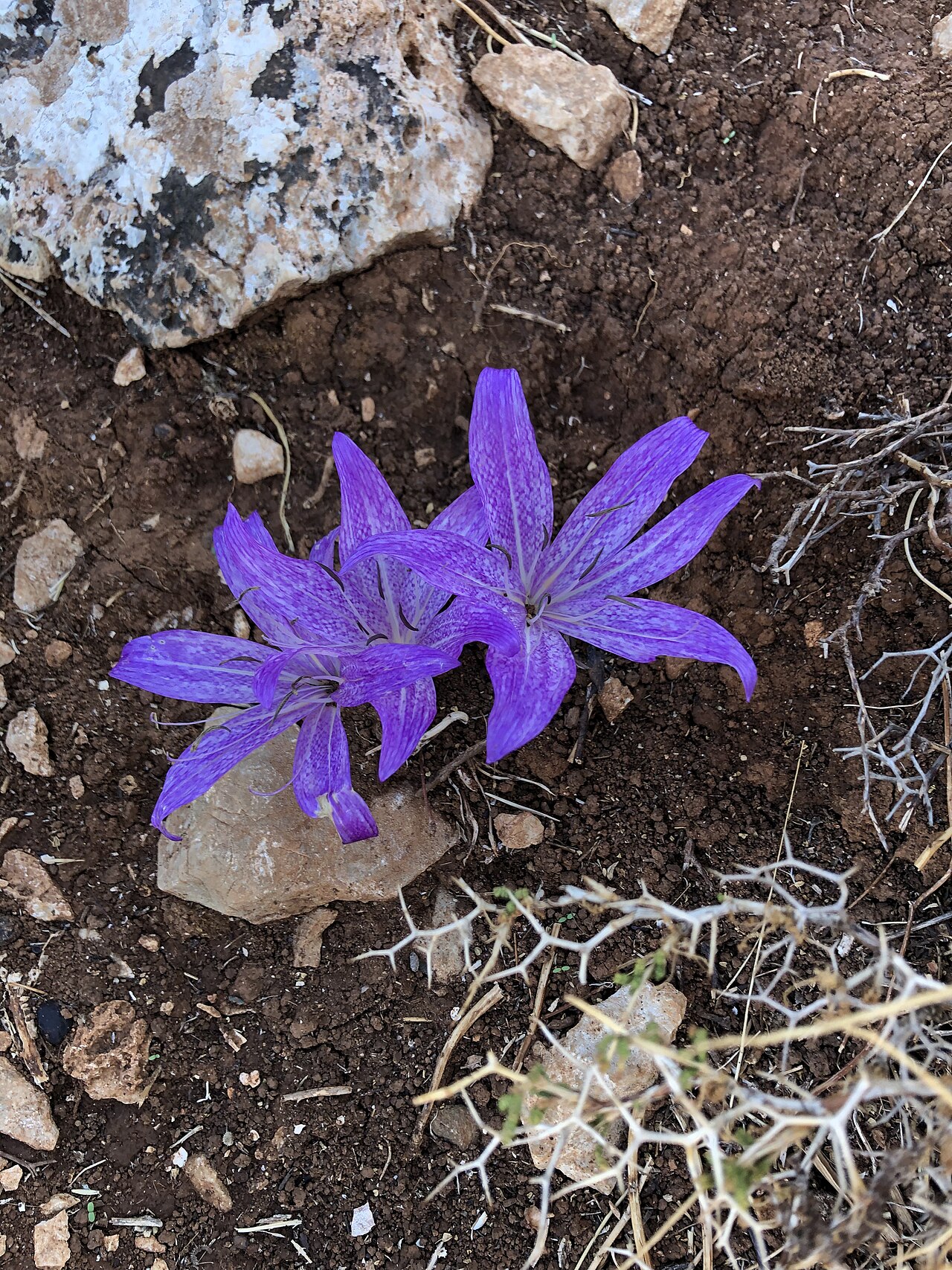 Colchicum macrophyllum: Colchicum macrophyllum on Kolymbia Rock, Rhodes