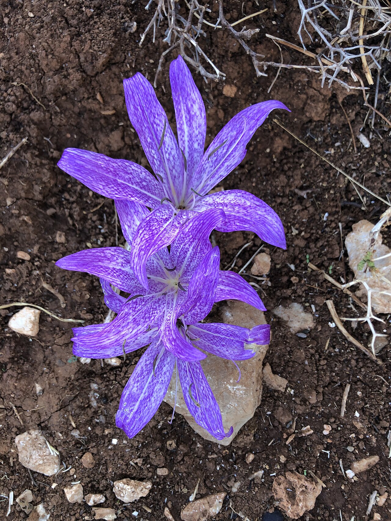 Colchicum macrophyllum: Colchicum macrophyllum on Kolymbia Rock, Rhodes