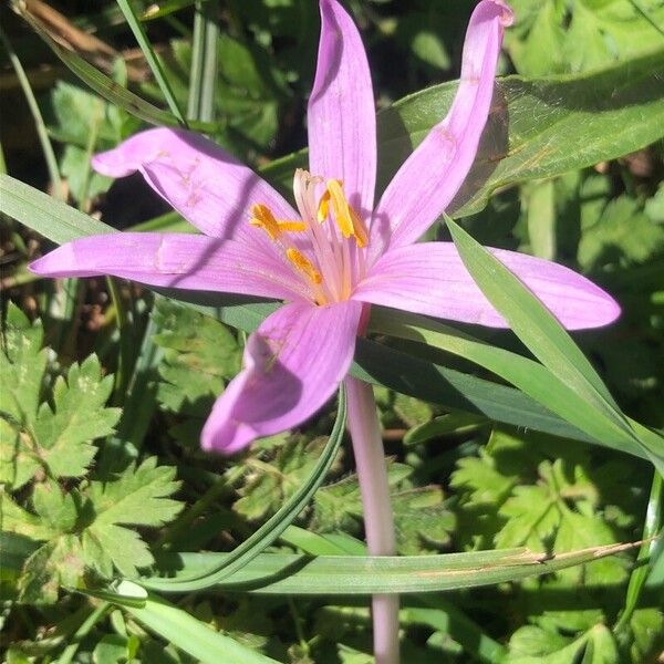 Colchicum multiflorum (Colchicum multiflorum)