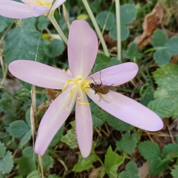 Colchicum multiflorum (Colchicum multiflorum)