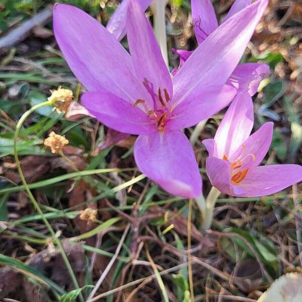 Colchicum multiflorum (Colchicum multiflorum)