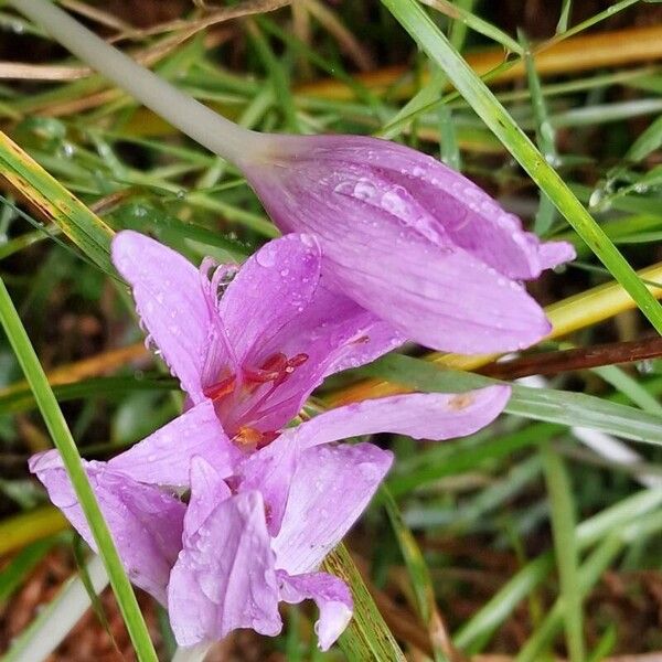 Colchicum multiflorum (Colchicum multiflorum)