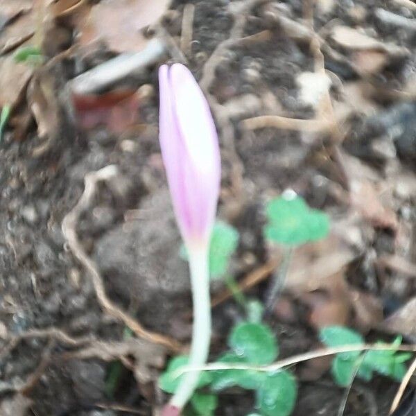 Colchicum multiflorum (Colchicum multiflorum)