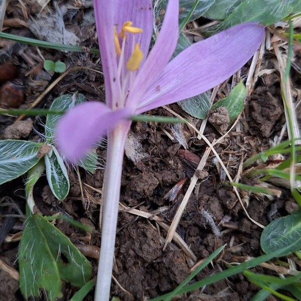 Colchicum multiflorum (Colchicum multiflorum)