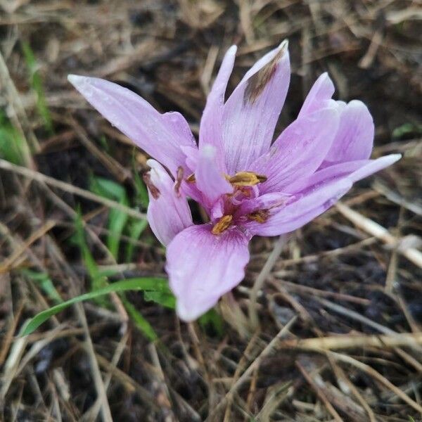 Colchicum multiflorum (Colchicum multiflorum)