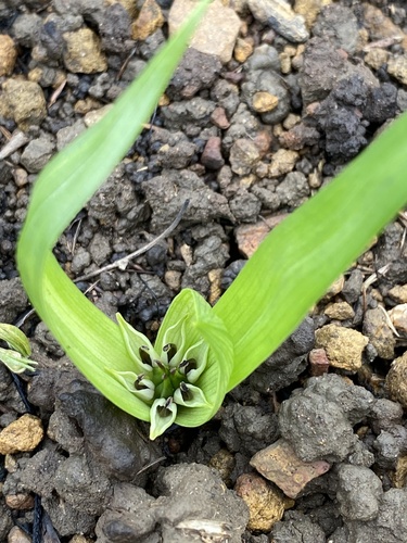 Colchicum natalense (Colchicum natalense)