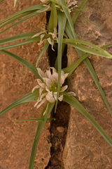 Colchicum palaestinum (Colchicum palaestinum)