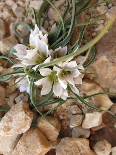 Colchicum palaestinum (Colchicum palaestinum)