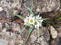 Colchicum palaestinum (Colchicum palaestinum)