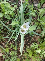 Colchicum palaestinum (Colchicum palaestinum)