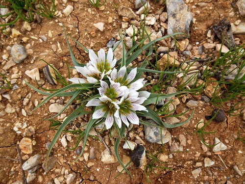 Colchicum palaestinum (Colchicum palaestinum)
