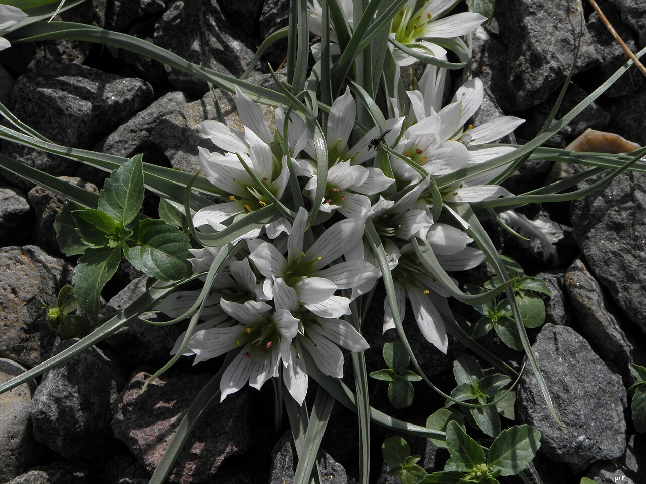 Colchicum palaestinum: Androcymbium palaestinum - lower Jordan valley בצלציה ארץ ישראלית - גִלגל, בקעת הירדן