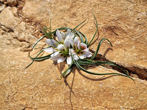 Colchicum palaestinum (Colchicum palaestinum)