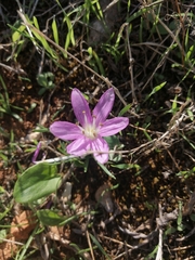 Colchicum peloponnesiacum (Colchicum peloponnesiacum)