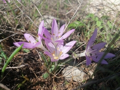Colchicum peloponnesiacum (Colchicum peloponnesiacum)