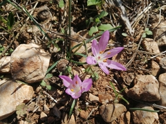 Colchicum peloponnesiacum (Colchicum peloponnesiacum)