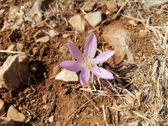 Colchicum peloponnesiacum (Colchicum peloponnesiacum)