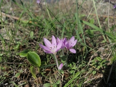 Colchicum peloponnesiacum (Colchicum peloponnesiacum)