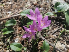 Colchicum peloponnesiacum (Colchicum peloponnesiacum)