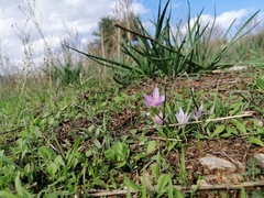 Colchicum peloponnesiacum (Colchicum peloponnesiacum)