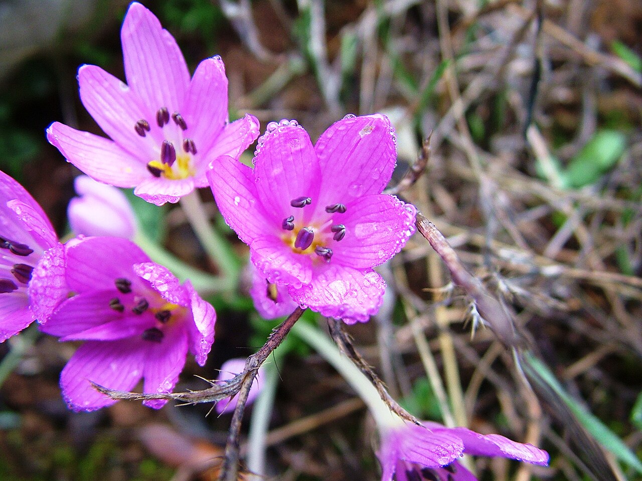 Colchicum pusillum: Κολχικό το μικροφυές! Colchicum pusillum!