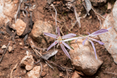 Colchicum pusillum (Colchicum pusillum)