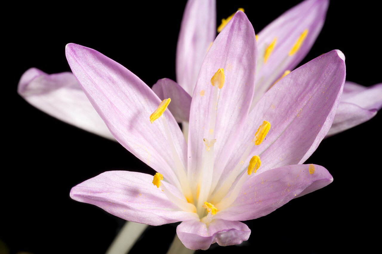 Colchicum pusillum: Plant derived from Greek Taxonomy Family イヌサフラン科 Colchicaceae Genus イヌサフラン属 Colchicum .mw-parser-output .smallcaps{font-variant:small-caps} L. Distribution Aege