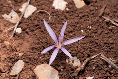 Colchicum pusillum (Colchicum pusillum)