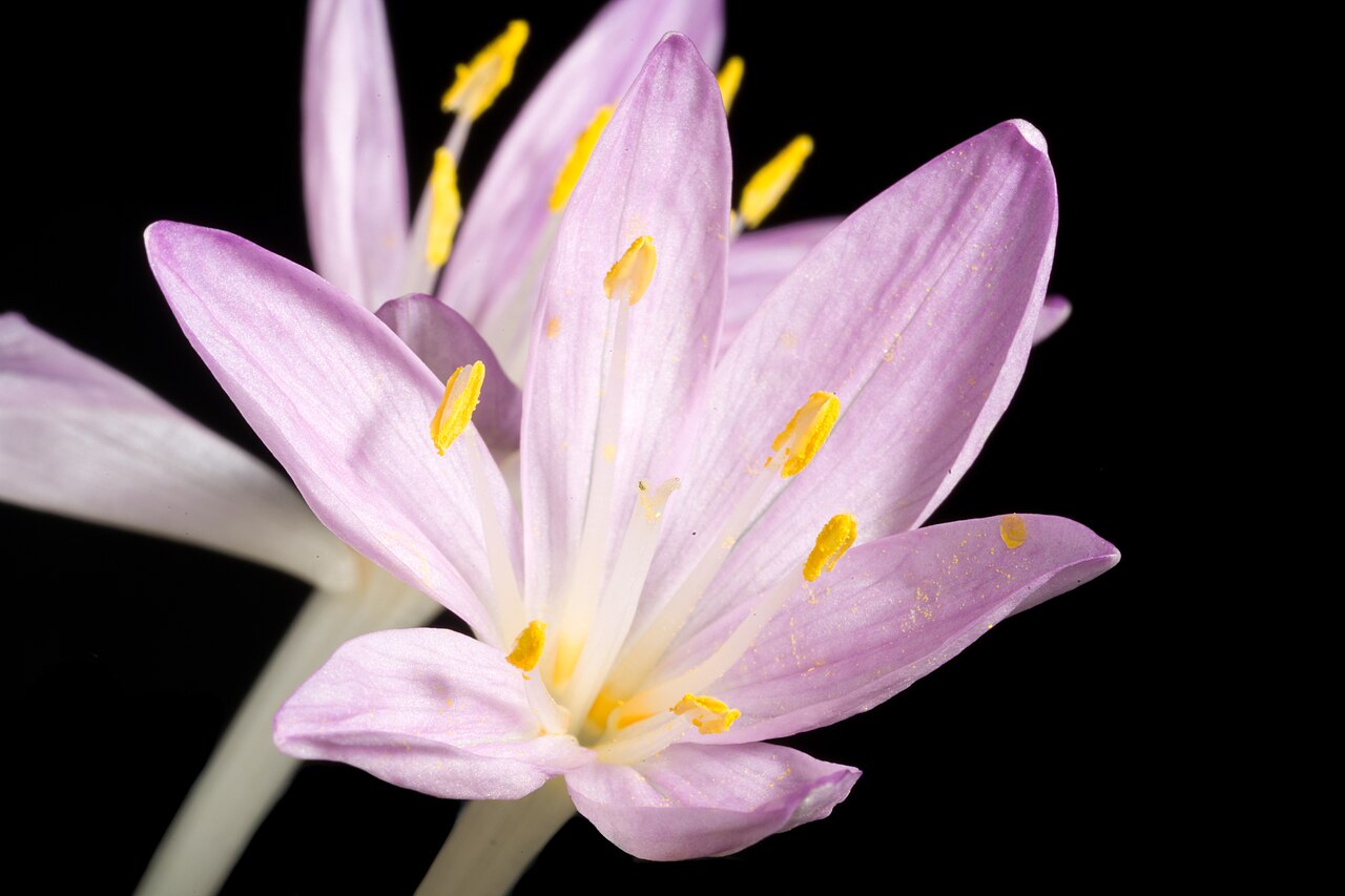 Colchicum pusillum: Plant derived from Greek Taxonomy Family イヌサフラン科 Colchicaceae Genus イヌサフラン属 Colchicum .mw-parser-output .smallcaps{font-variant:small-caps} L. Distribution Aege
