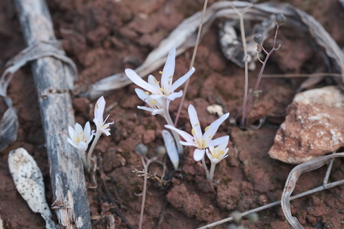 Colchicum pusillum (Colchicum pusillum)