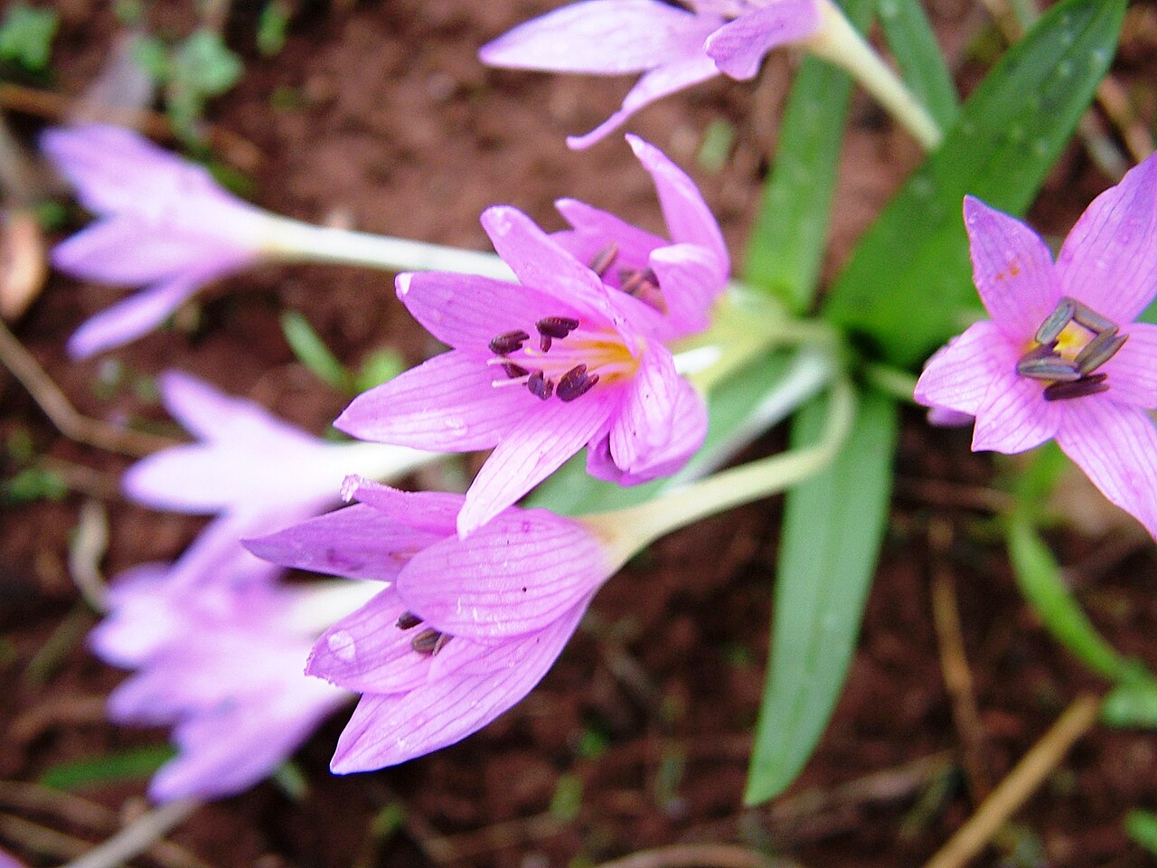 Colchicum pusillum: Κολχικό το μικροφυές! Colchicum pusillum! Κάστρο Βοιωτίας!