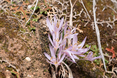 Colchicum pusillum (Colchicum pusillum)