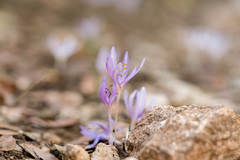 Colchicum pusillum (Colchicum pusillum)