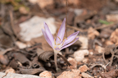 Colchicum pusillum (Colchicum pusillum)