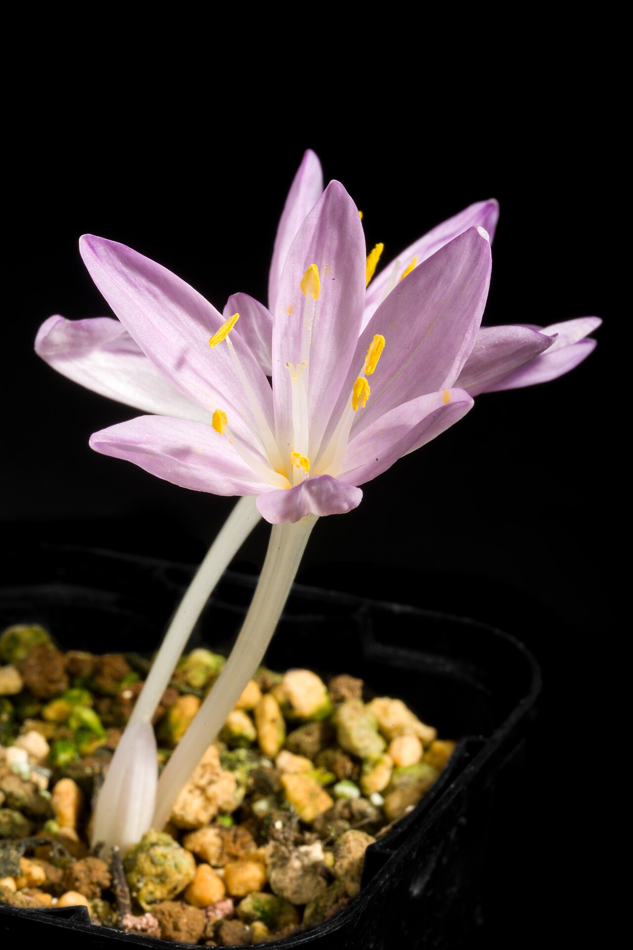 Colchicum pusillum: Plant derived from Greek Taxonomy Family イヌサフラン科 Colchicaceae Genus イヌサフラン属 Colchicum .mw-parser-output .smallcaps{font-variant:small-caps} L. Distribution Aege