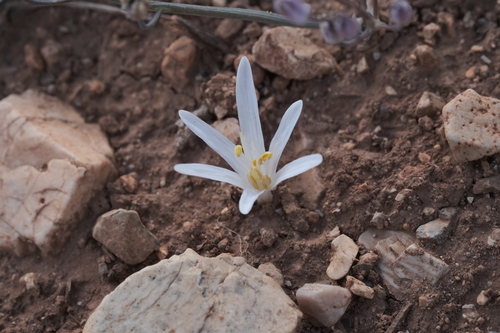 Colchicum pusillum (Colchicum pusillum)