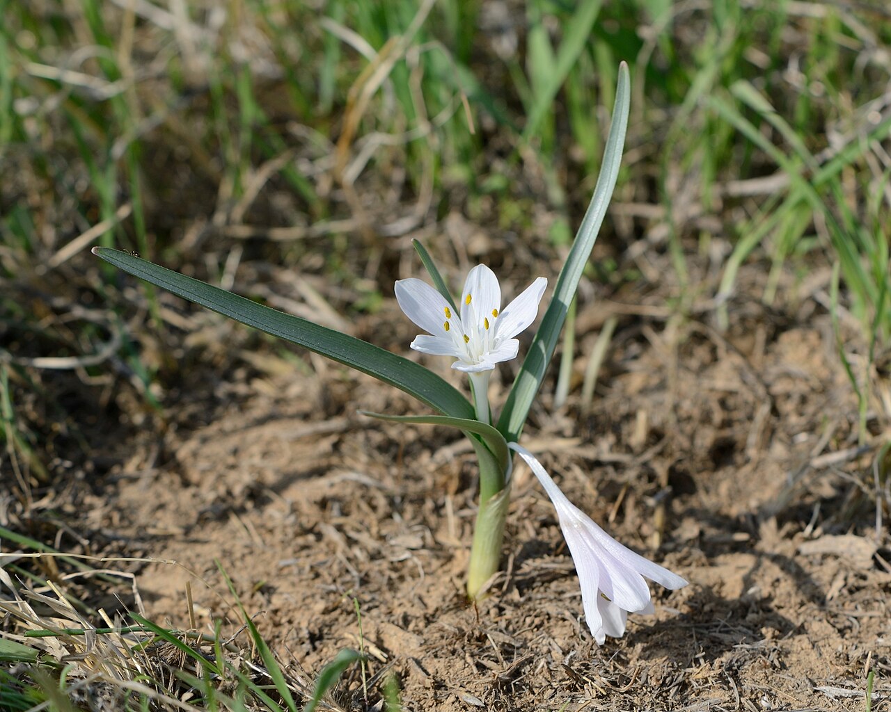 Colchicum ritchiei: Colchicum ritchii , Beer Sheba, Israel, December 16, 2011.