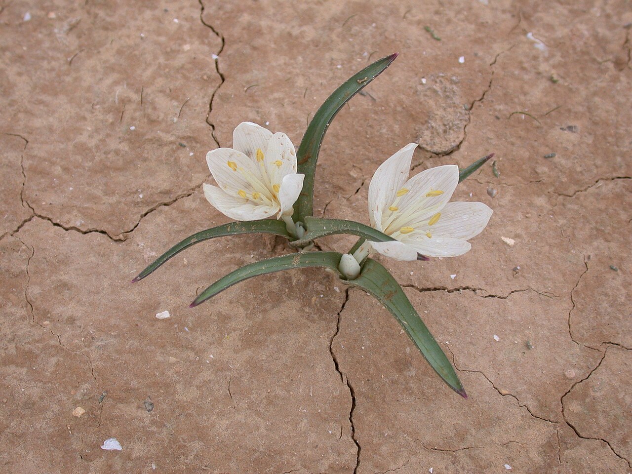 Colchicum ritchiei: Colchicum ritchii R.Br. (סתוונית הנגב), Northern Negev, Israel, January 12, 2007.
