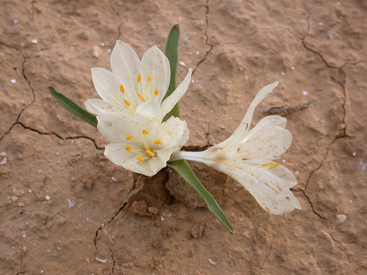 Colchicum ritchiei: Colchicum ritchii R.Br. (סתוונית הנגב), Northern Negev, Israel, January 12, 2007.