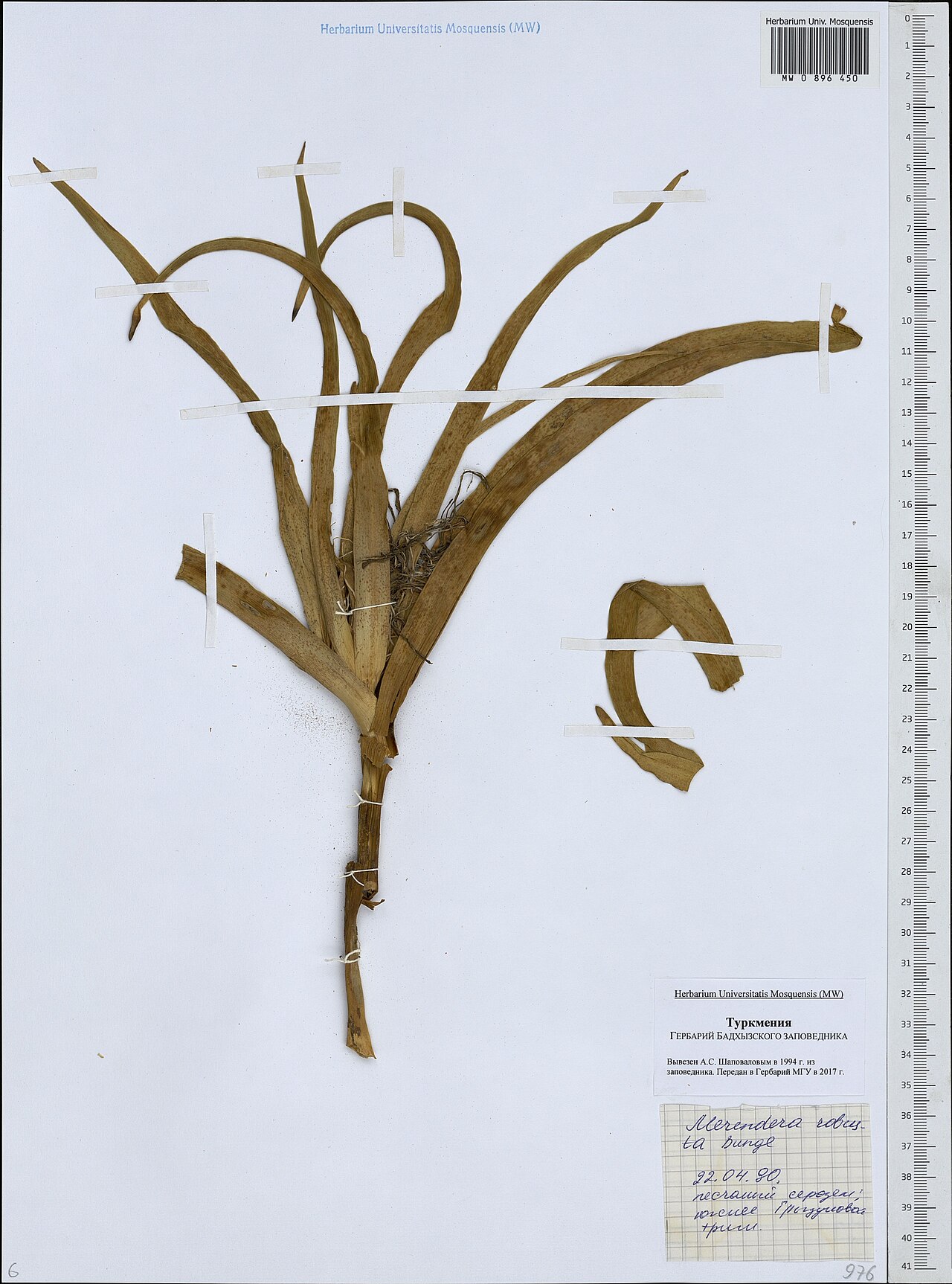 Colchicum robustum: Colchicum robustum — Herbarium specimen from Turkmenistan. Recorded 1990-04-22. Recorded in GBIF occurrence 1949961948 .