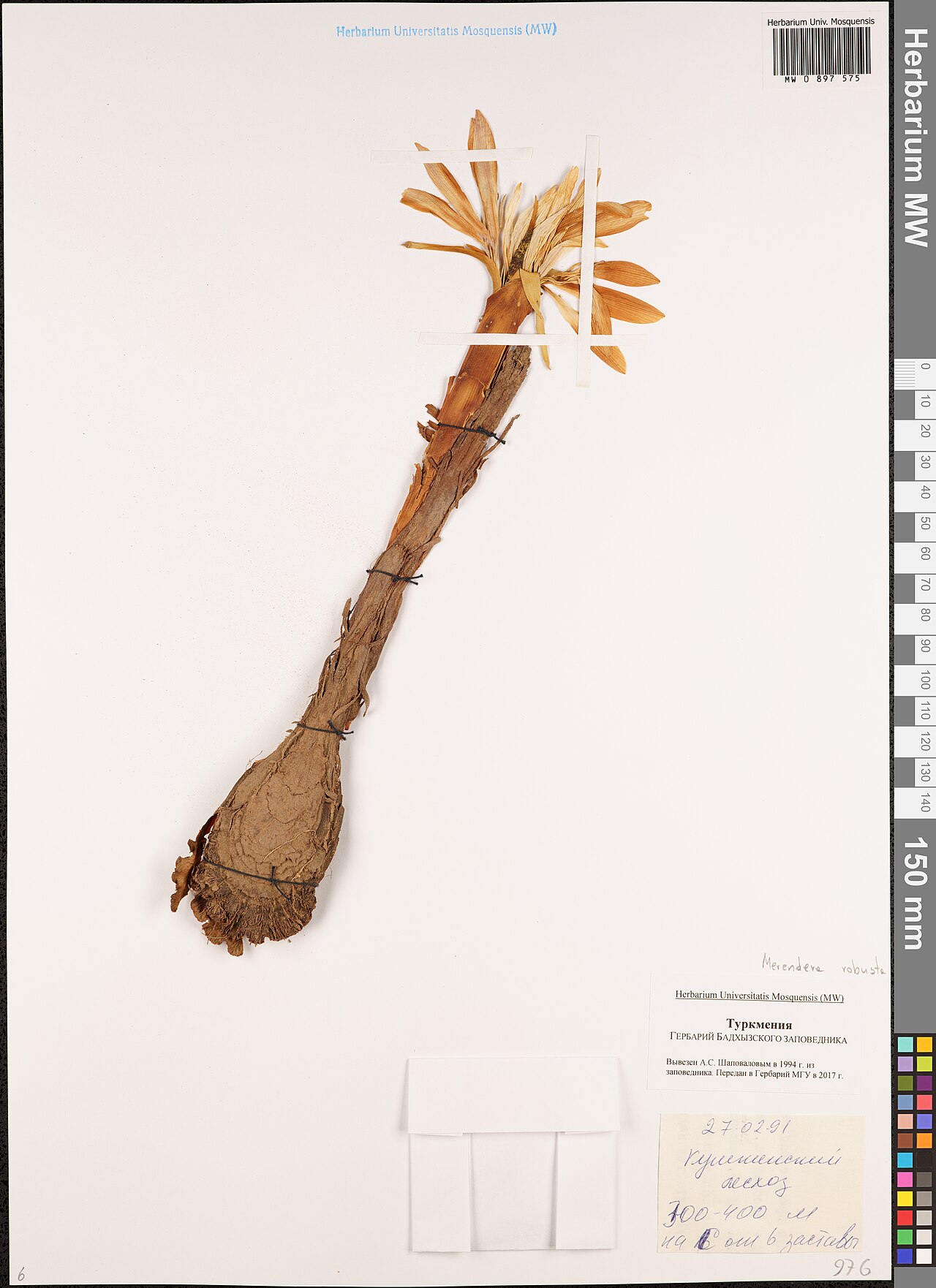 Colchicum robustum: Colchicum robustum — Herbarium specimen from Turkmenistan. Recorded 1991-02-27. Recorded in GBIF occurrence 3004111414 .