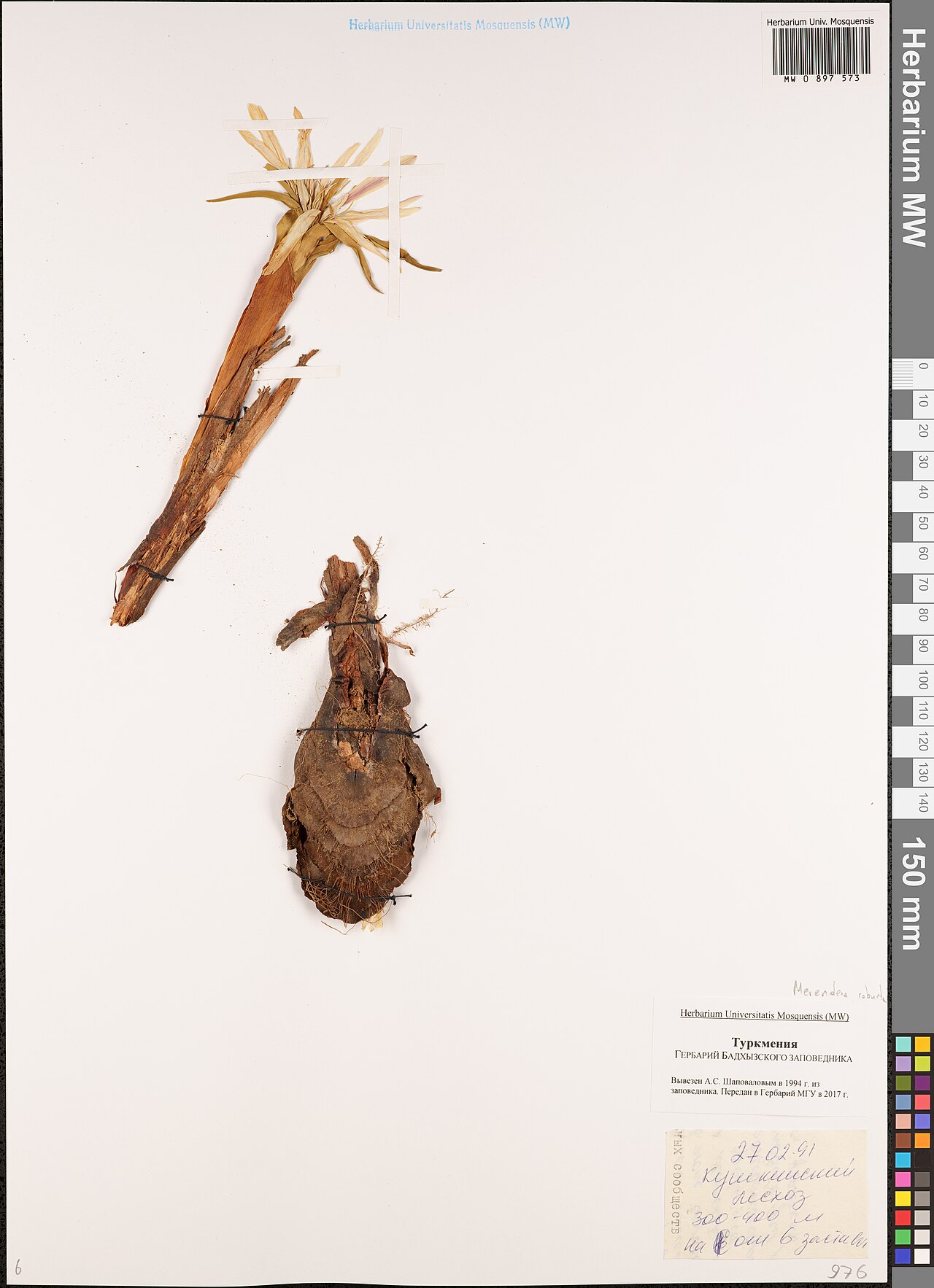 Colchicum robustum: Colchicum robustum — Herbarium specimen from Turkmenistan. Recorded 1991-02-27. Recorded in GBIF occurrence 3004113411 .
