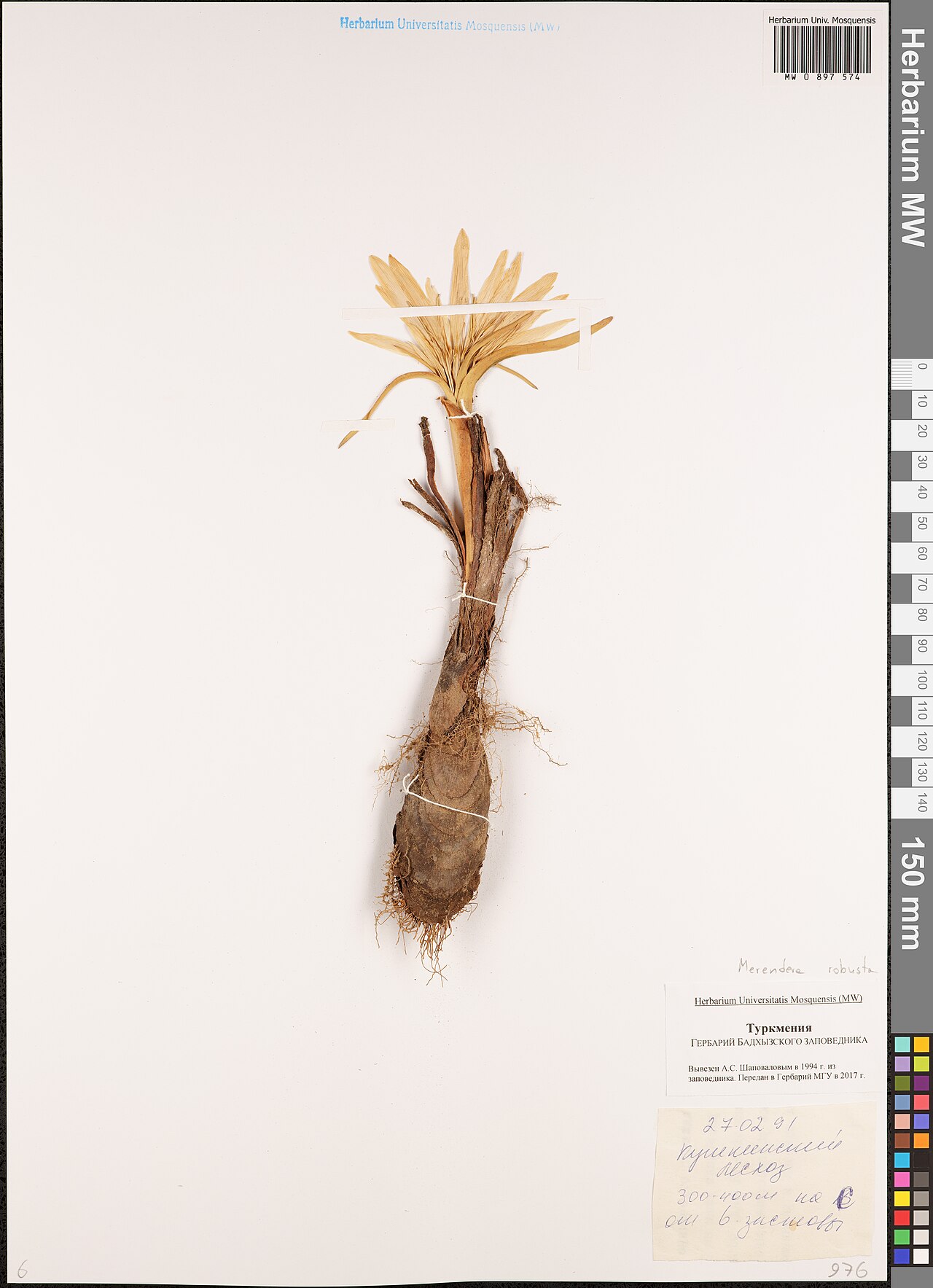 Colchicum robustum: Colchicum robustum — Herbarium specimen from Turkmenistan. Recorded 1991-02-27. Recorded in GBIF occurrence 3004112410 .