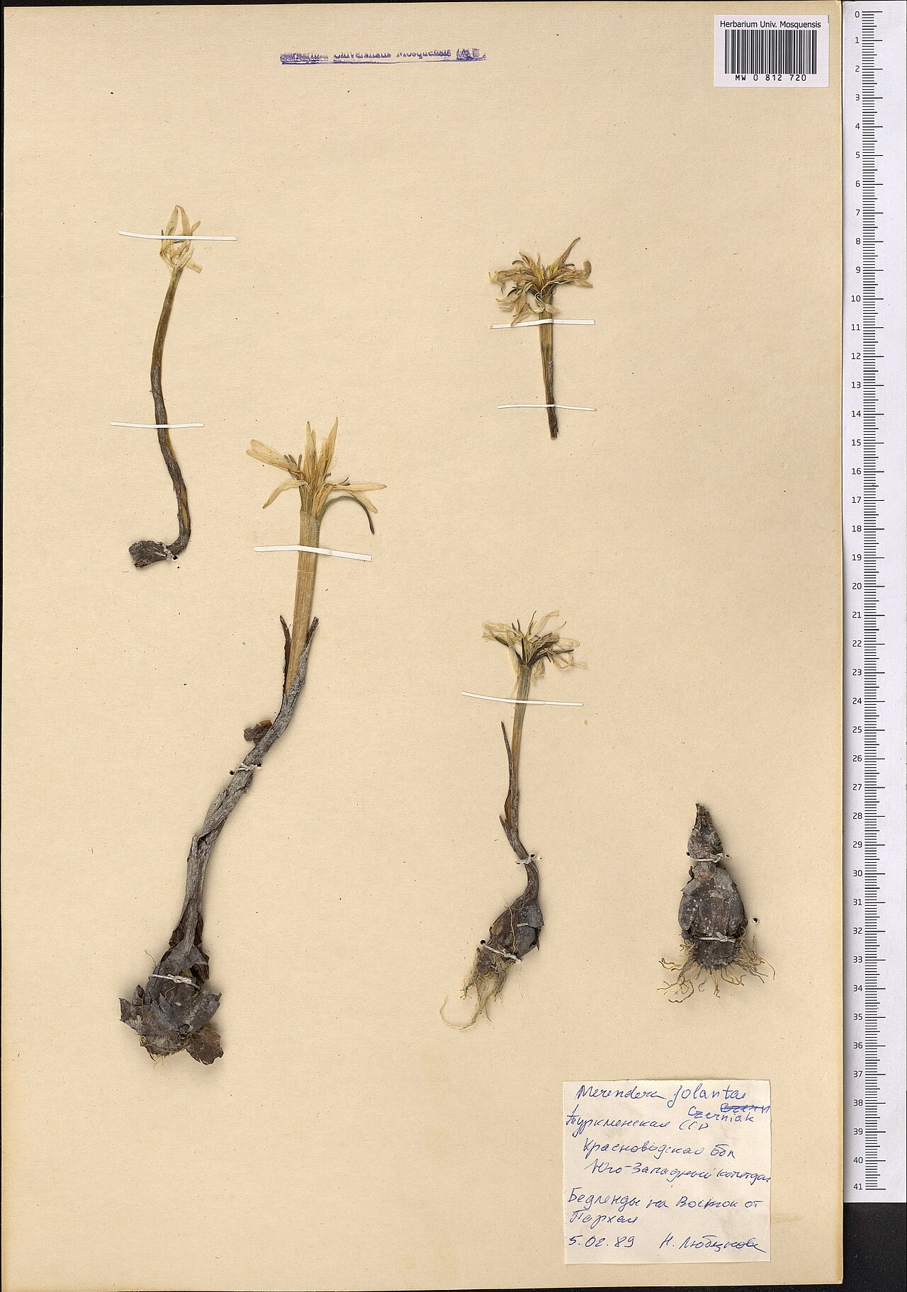 Colchicum robustum: Colchicum robustum — Herbarium specimen from Туркменская ACCP Красноводская обл., Юго-Западный Копетдаг. Бедленды на восток от Пархая., Turkmenistan. Collected