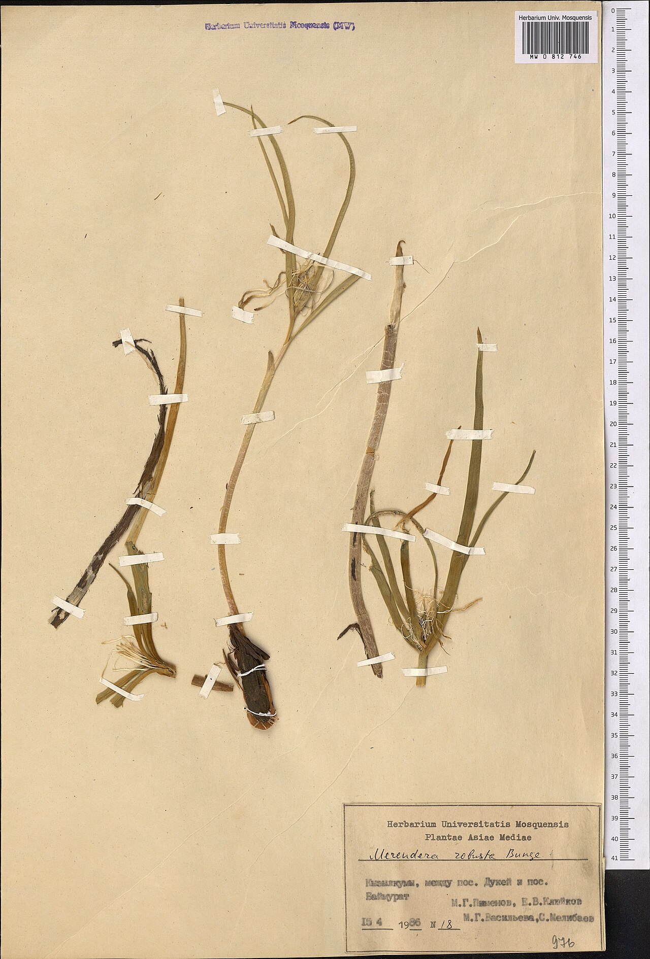 Colchicum robustum: Colchicum robustum — Herbarium specimen from Uzbekistan. Collected by Pimenov M. G. (1986-04-15). Recorded in GBIF occurrence 1798984532 .